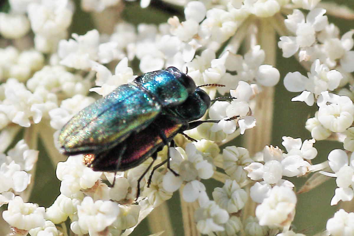 Buprestidi del Conero da identificare: A. thalassophila?